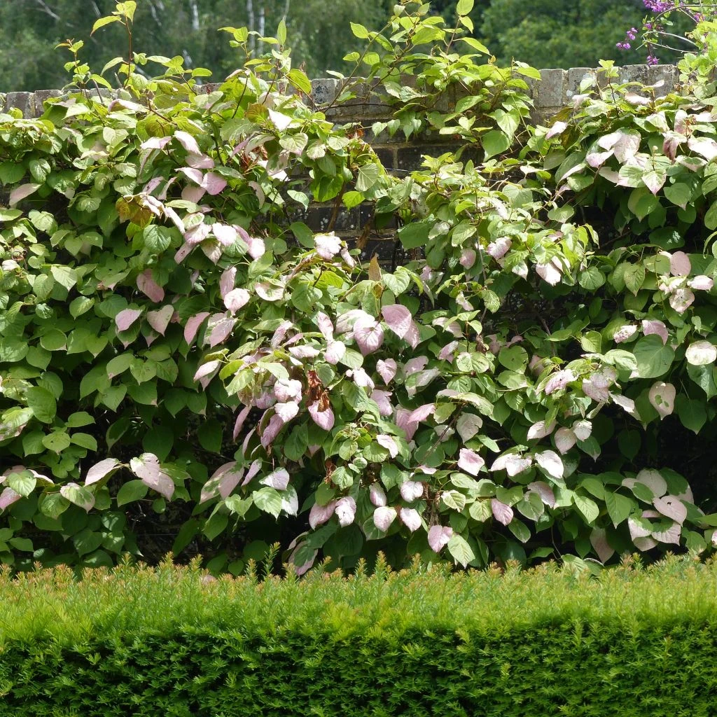 Actinidia Kolomikta Adam - Kiwi D'ornement Mâle 1 Actinidia Kolomikta Adam - Kiwi D'ornement Mâle