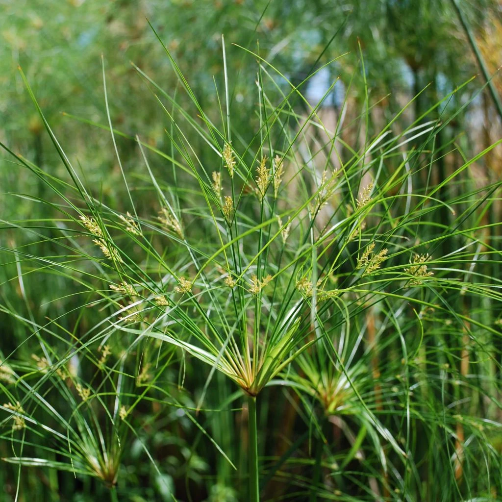 Cyperus Papyrus Cleopatra - Papyrus 1 Cyperus Papyrus Cleopatra - Papyrus