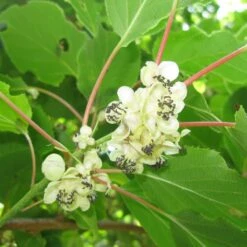Kiwi Arguta Weikii (mâle) - Kiwaï - Actinidia Arguta
