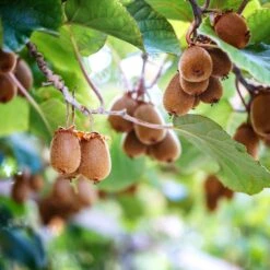 Kiwi Autofertile Herma - Actinidia Chinensis - Actinidia Deliciosa