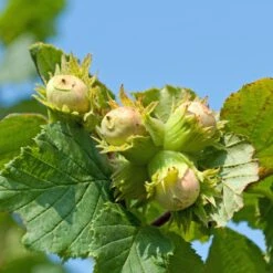 Noisetier Commun - Corylus Avellana Longue D'Espagne