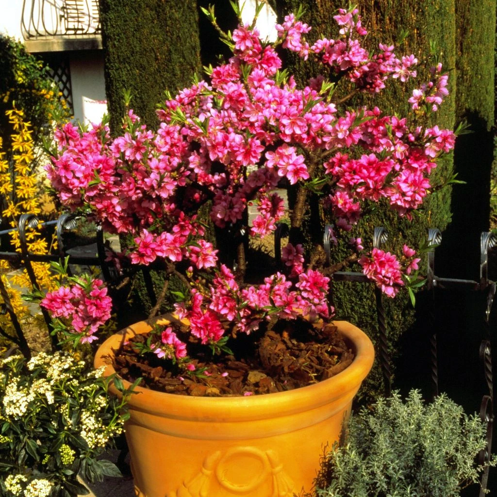 Pêcher Nain Diamond Zaipevi 1 Pêcher Nain Diamond Zaipevi