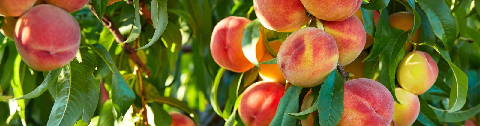 Feuilles Fruiters Boutique -Feuilles Fruiters Boutique pechers min